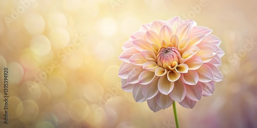A Delicate Pastel Dahlia in Soft Focus, a Symbol of Grace and Tranquility, Bathed in Warm, Golden Light