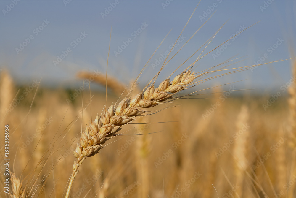 Fototapeta premium Wheat.