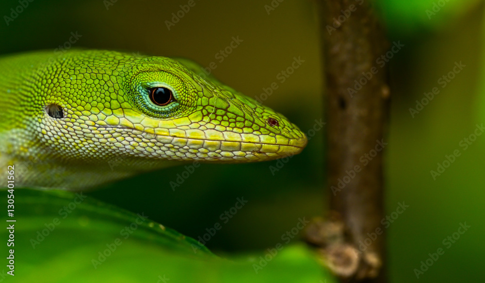 Fototapeta premium green lizard on a tree