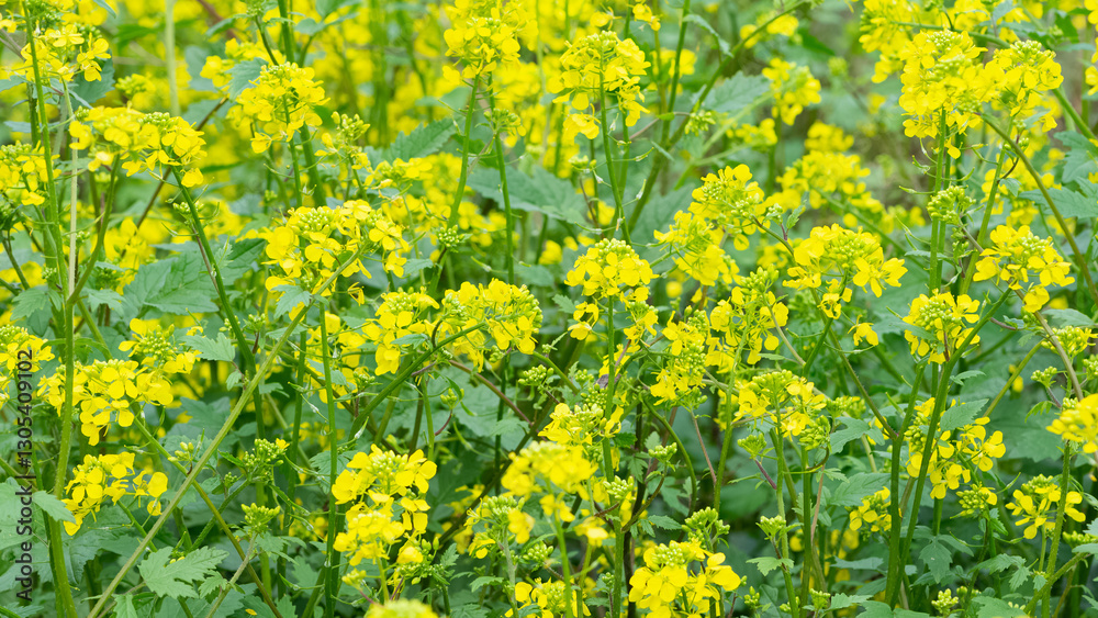 Obraz premium medicinal plants, medicinal plant flowers.