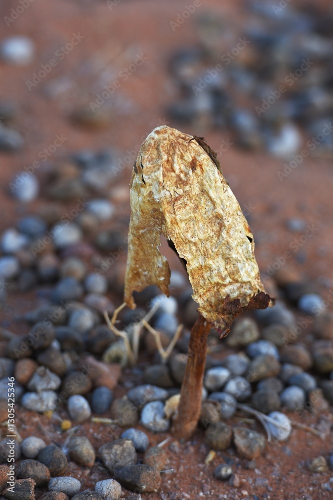 Obraz premium Pilz in der Namib
