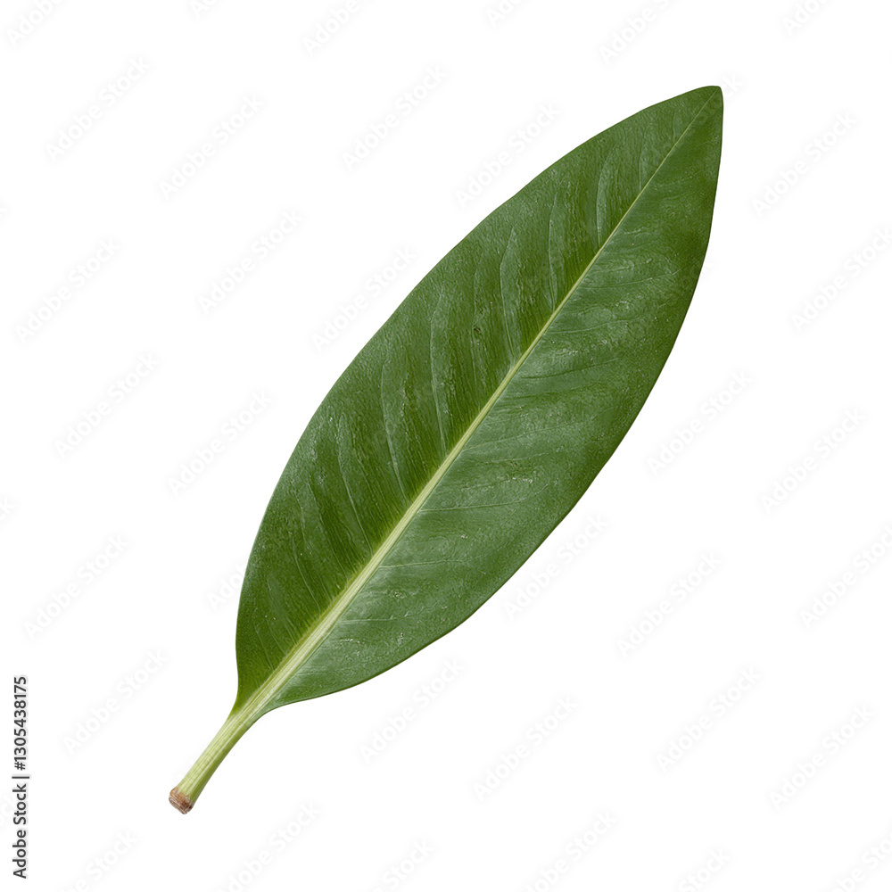 Obraz premium Vibrant green olive leaf showcasing its glossy texture and elegant shape on a clean white backdrop