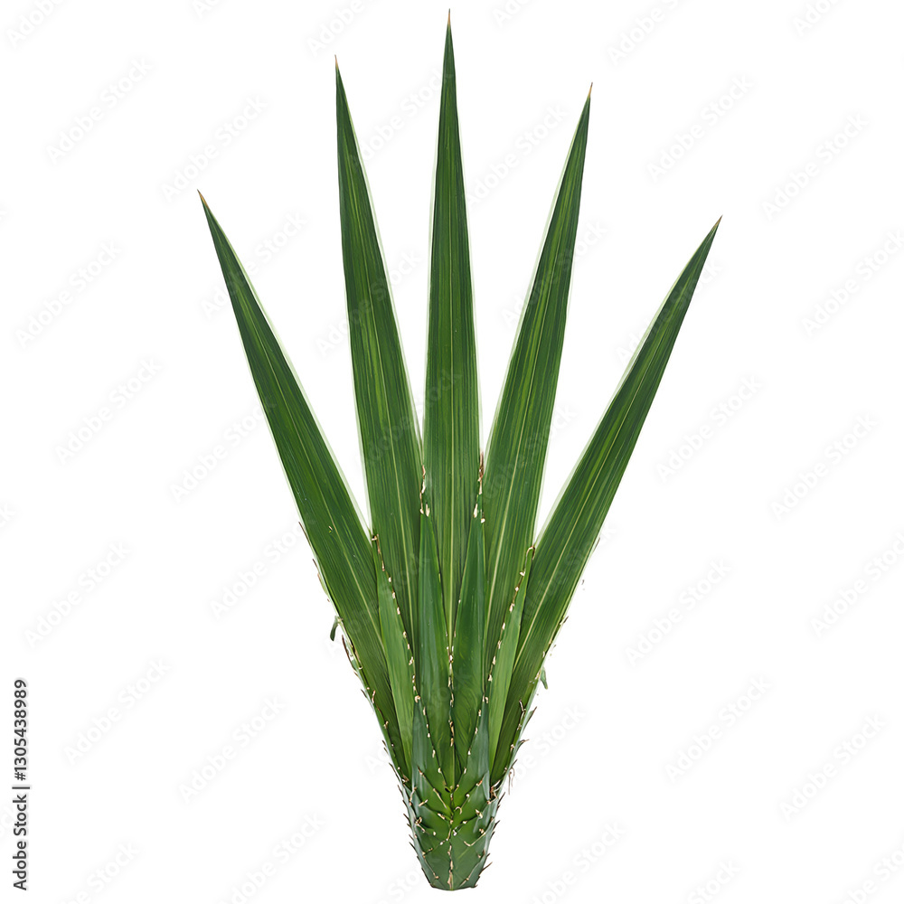Fototapeta premium A striking green yucca leaf isolated on white showcasing sharp tips and intricate texture