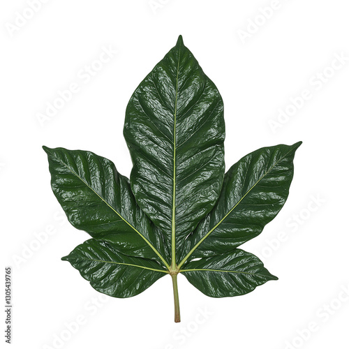Close up of a dark green rhododendron leaf showcasing its textured surface and pointed tips on a white background photo