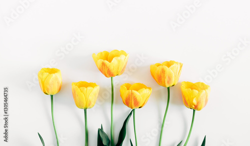 Beautiful fresh yellow tulips on white isolated background with blank space for text, top view, Flat lay. Mother's Day, Easter, March 8, Women's Day