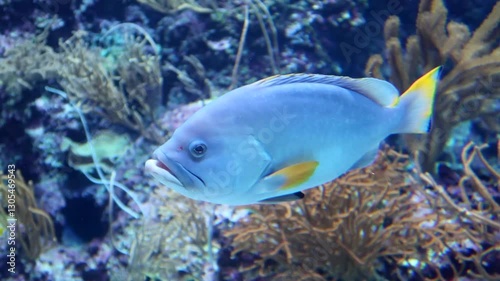 Blue and Yellow Grouper