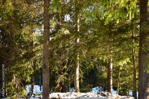 snow covered trees
