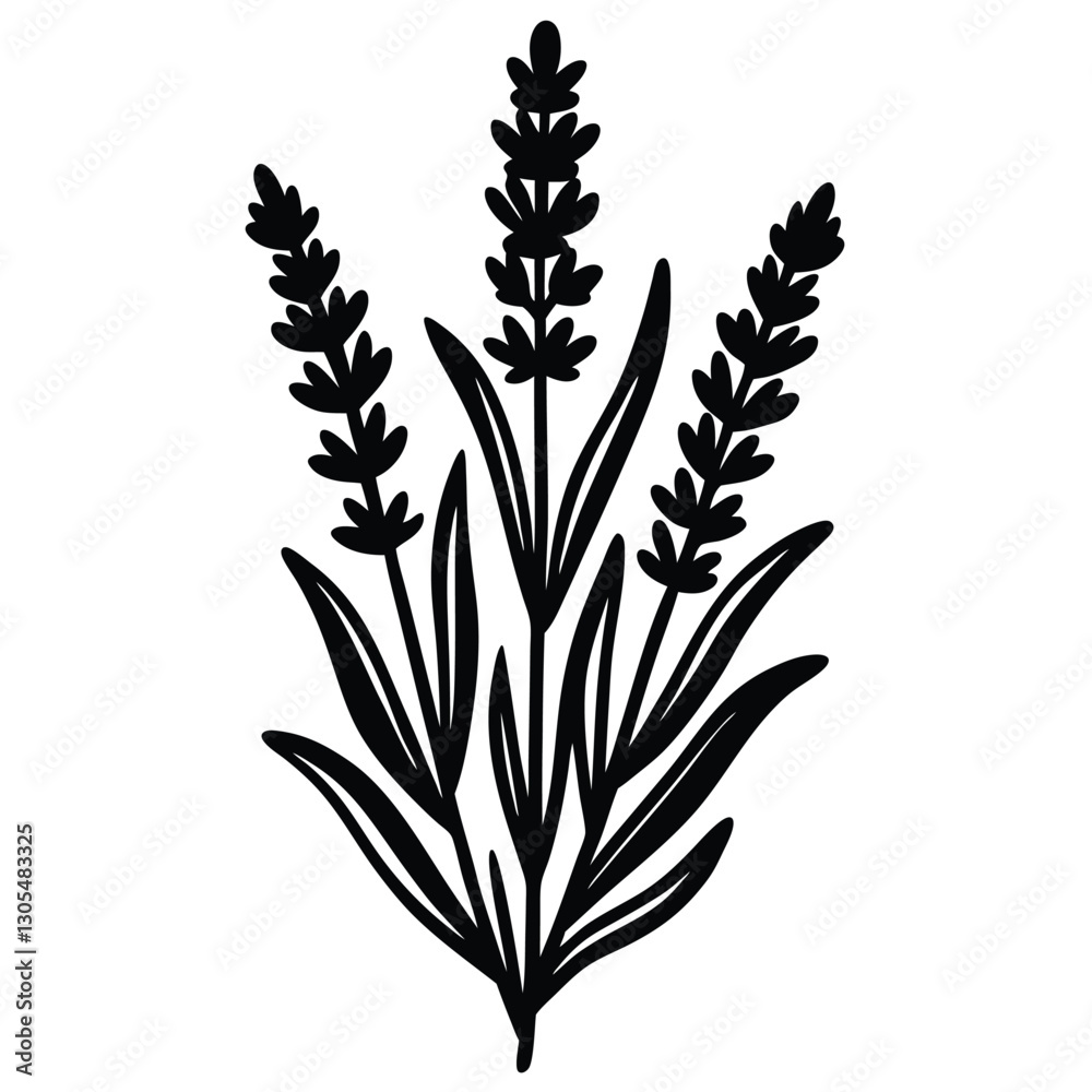 Fototapeta premium lavender- vector illustration