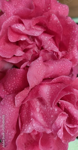 pink rose with water drops