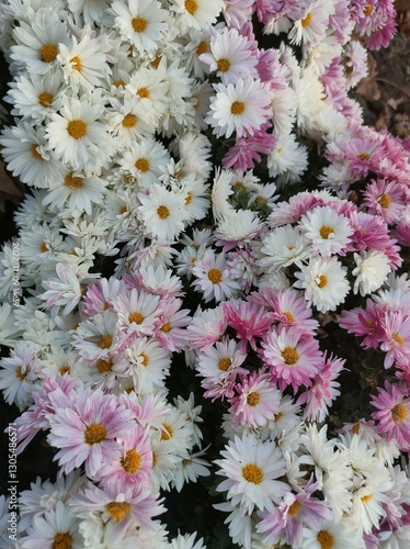 bouquet of chrysanthemums