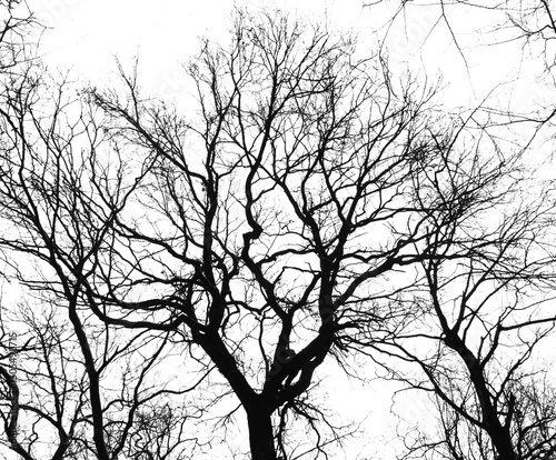 Silhouette of bare tree branches against transparent background