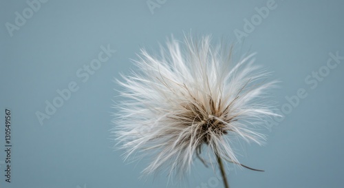 Close-up of Dandelion Seed Head with Delicate Fluffy Details Against Blue