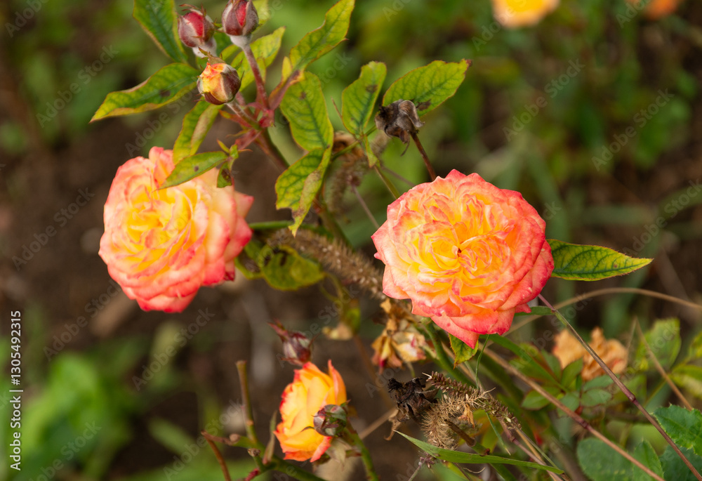 Obraz premium Close-up of the orange rose on a green leaves background