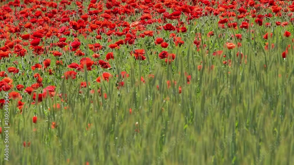 Mohnblumen im Feld, Sommer