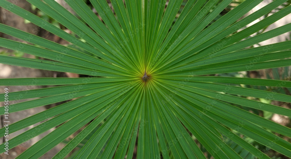 Fototapeta premium Close-up Green Palm Leaf with Radiating Pattern for Backgrounds and Textures