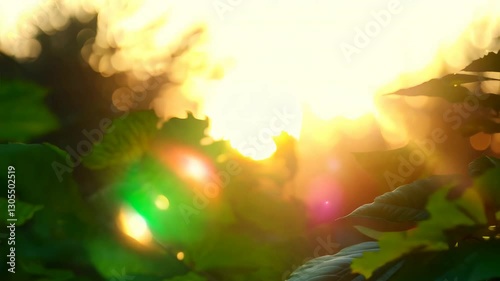 A beautiful abstract summer scene with soft golden sunlight filtering through blurry green and yellow fresh tree foliage, creating a dreamy and warm 4K natural background.