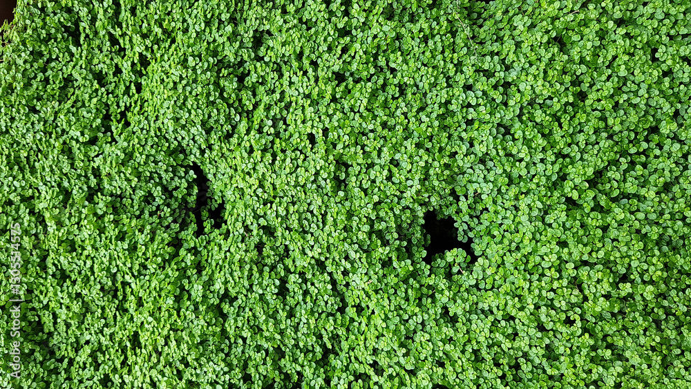 Dense natural foliage creating a vibrant organic surface, symbolizing sustainability and ecology