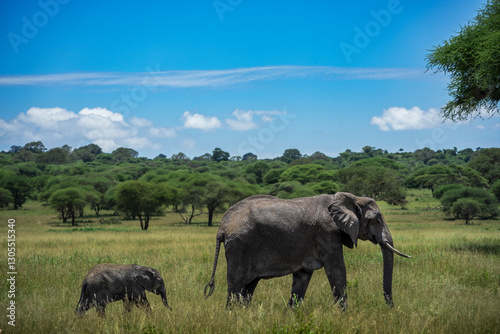 Eine Elefantenkuh läuft mit ihrem Elefantenkalb mitten durch die Savanne des Tarangire Nationalparks in Tansania, Afrika photo