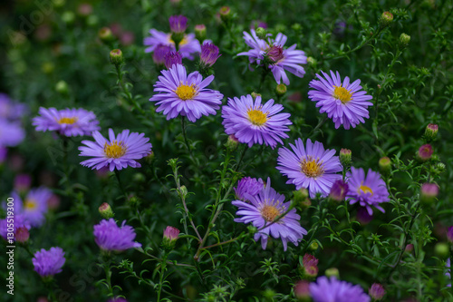 Symphyotrichum novi-belgii flowering plant, beautiful summer autumn rich petal flowers in bloom
