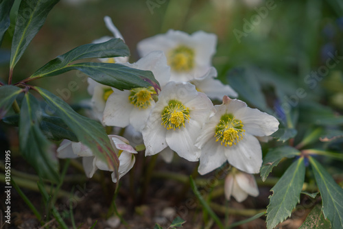 Helloborus niger, white spring flowers