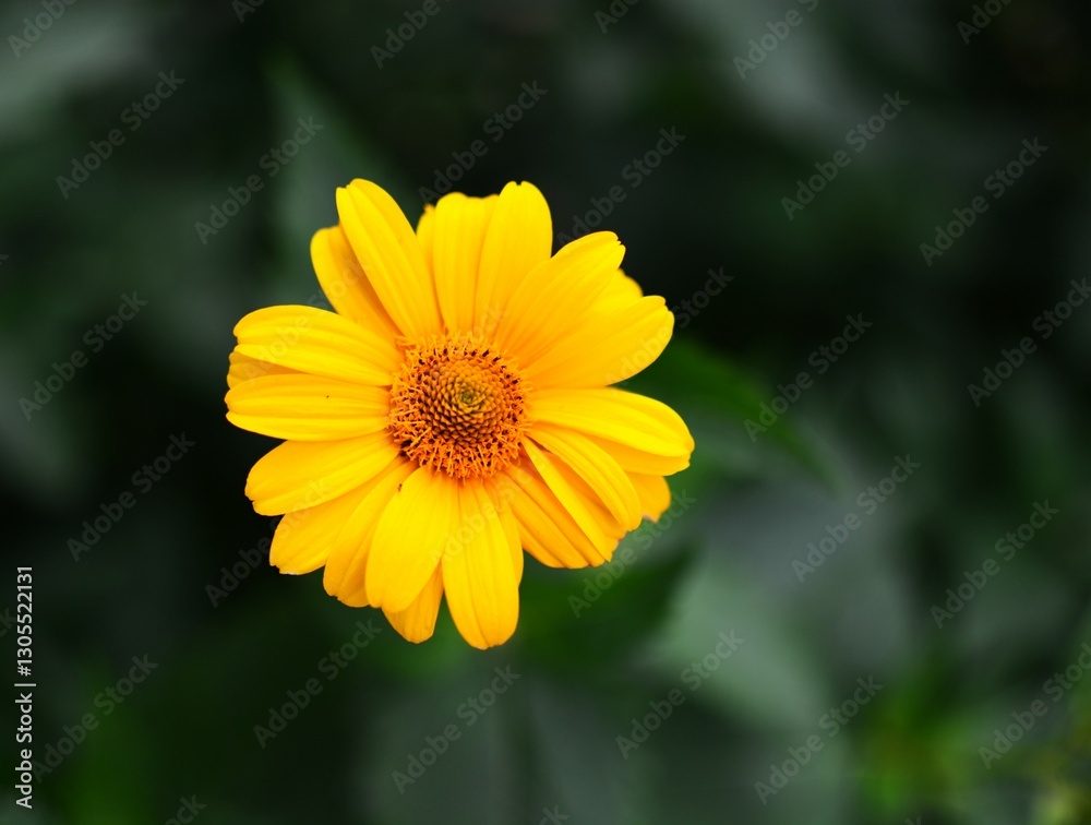 Yellow flower blossom closeup top view with nice blurry bokeh background. Yellow flower blossom closeup top view with nice blurry bokeh background.