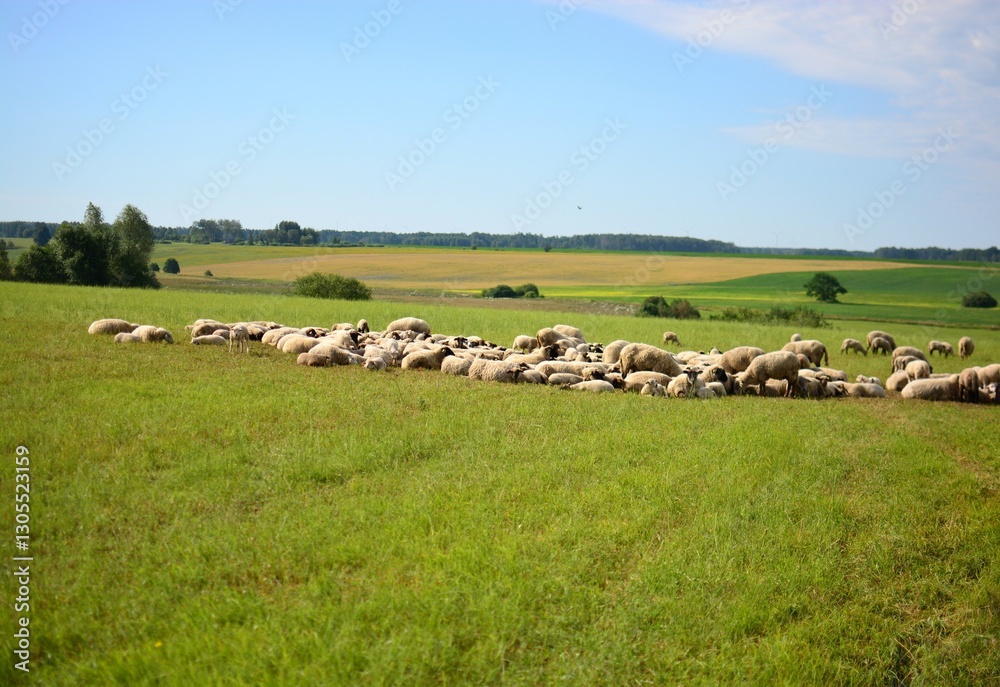 A herd of sheep calmly standing and lying in the field in the sunny day. A lot of sheep are grazing in the pasture. Animals herd lazy grazing outside. A herd of sheep calmly standing and lying in the field in the sunny day. A lot of sheep are grazing in the pasture. Animals herd lazy grazing outside.