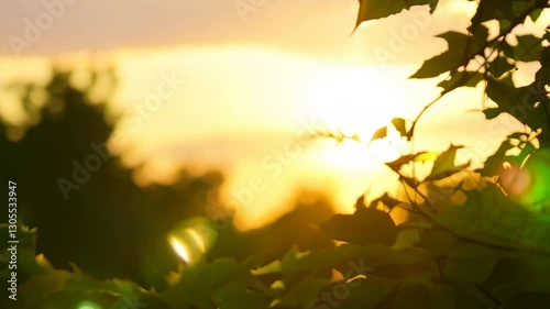 A beautiful abstract summer scene with soft golden sunlight filtering through blurry green and yellow fresh tree foliage, creating a dreamy and warm 4K natural background.