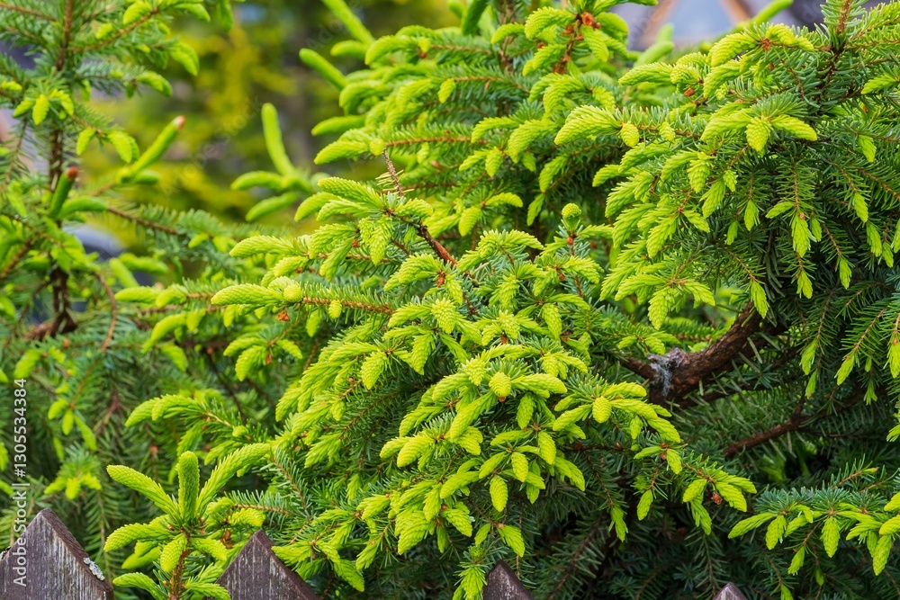 Spruce branches with bright green needles Spruce branches with bright green needles