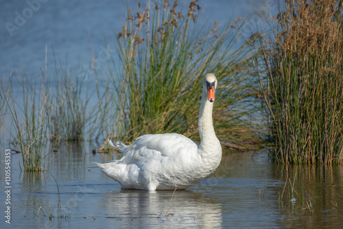 Fototapeta Naklejka Na Ścianę i Meble -  cygne dans un étang en Camargue