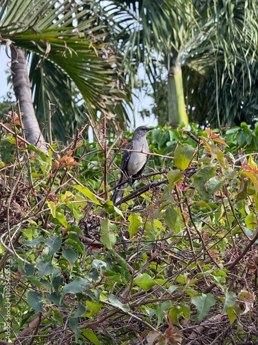 Northern Mockingbird Singing in the Backyard