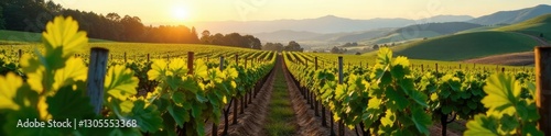 Dense Pinot Noir vine rows stretch across the valley floor, vines, pinot noir