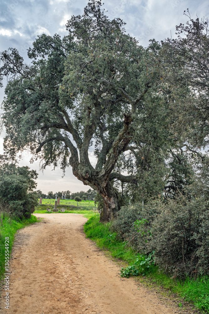 Majestic old cork oak tree along pathway in Sierra Morena, Extremadura Majestic old cork oak tree along pathway in Sierra Morena, Extremadura