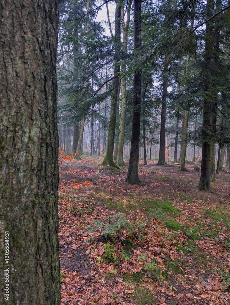 A forest scene featuring tree trunks with fallen leaves and moss on the ground, creating a tranquil woodland atmosphere A forest scene featuring tree trunks with fallen leaves and moss on the ground, creating a tranquil woodland atmosphere