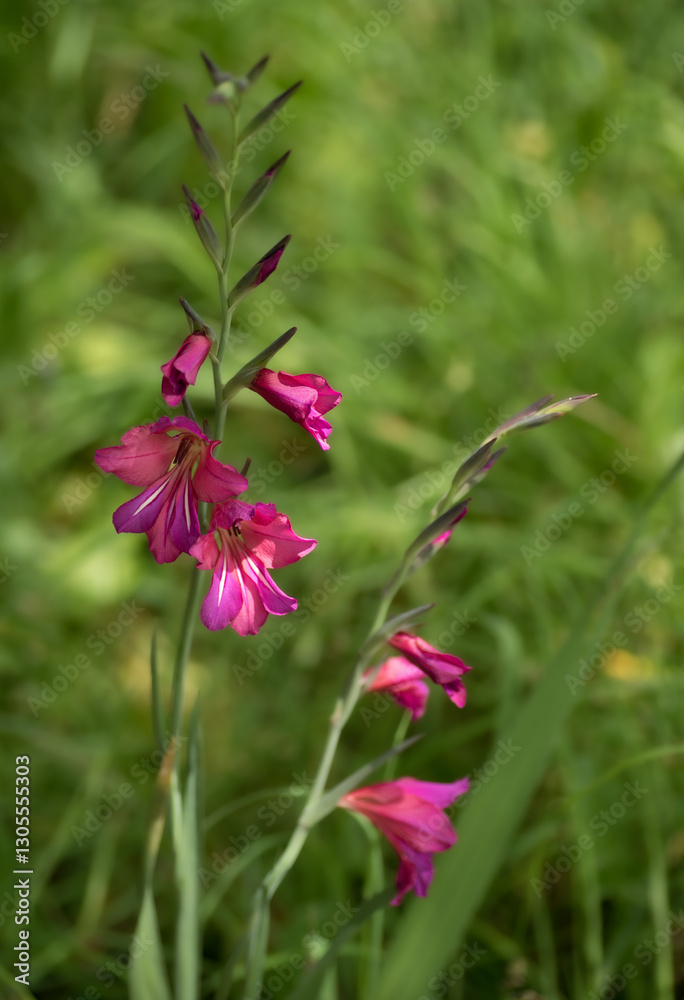Fototapeta premium Marsh Gladiolus flower