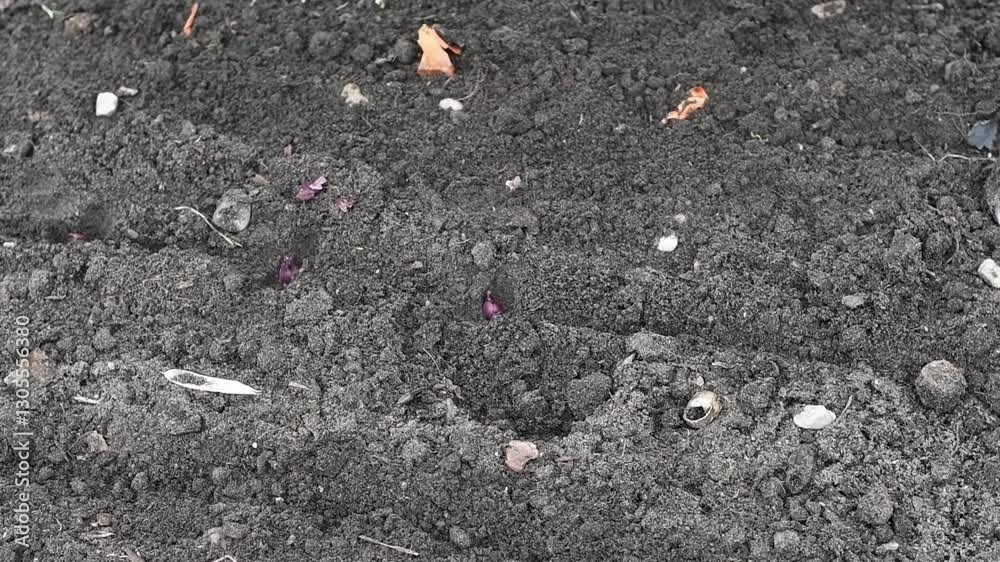 A gardener plants red onion sets in the garden soil, carefully placing each onion in a prepared furrow, ensuring the necessary spacing for optimal growth and a bountiful harvest