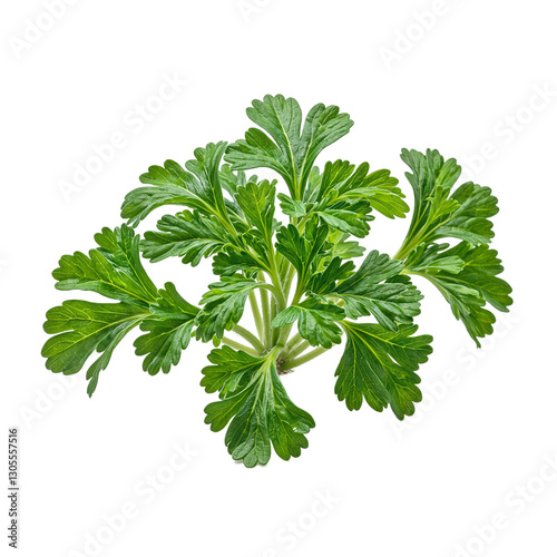 Fresh chervil herb bulb with curly bright green leaves on a white background   a delicate and flavorful addition to culinary dishes