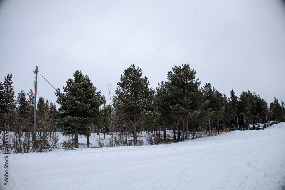 Incredible winter landscape with snowcapped pine trees under cloudy skies in frosty morning. Jukkasjarvi, outside of Kiruna. Incredible winter landscape with snowcapped pine trees under cloudy skies in frosty morning. Jukkasjarvi, outside of Kiruna.