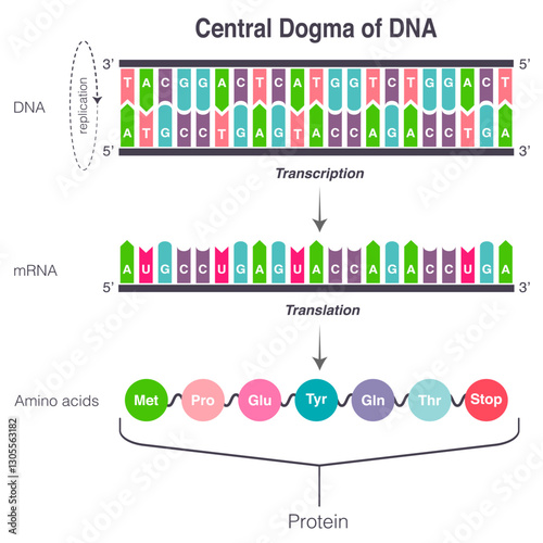 Central Dogma of DNA Translation and Transcription