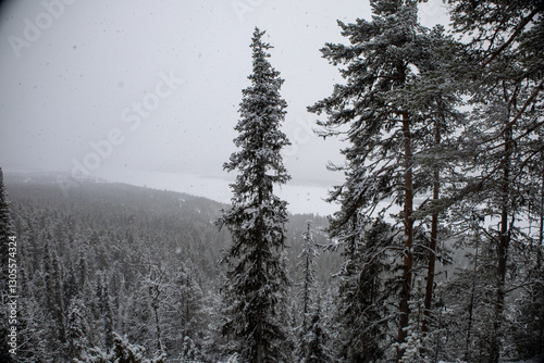 Incredible winter landscape with snowcapped pine trees under cloudy skies in frosty morning. Jukkasjarvi, outside of Kiruna. photo