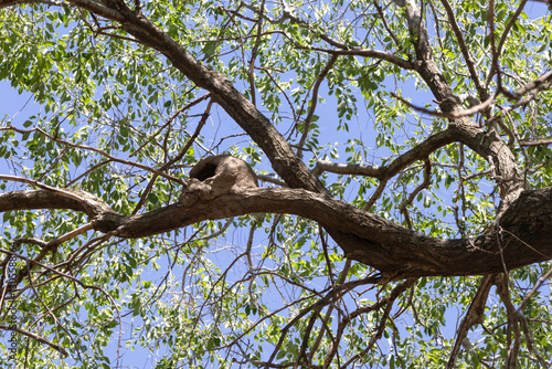 A bird's nest on the branch of a tree, the nest is made of clay