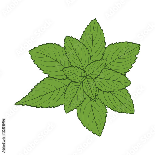 Green leaves of mint, peppermint, herbaceous plant for tea, color silhouette