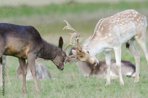 Canvastavla Deer fighting during  rutting season Richmond park.