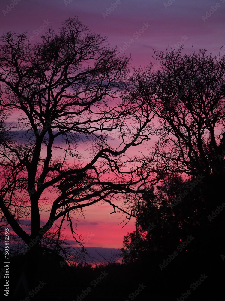 A dramatic silhouette of a large twisty tree against a vibrant pink sunset A dramatic silhouette of a large twisty tree against a vibrant pink sunset