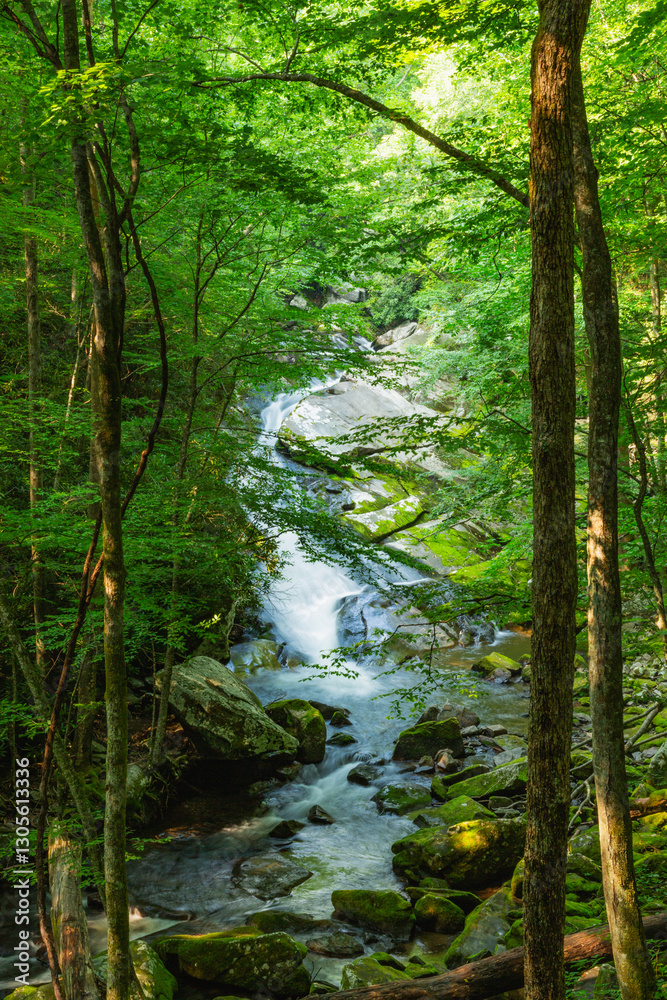 Water runs through a forest, in the Smoky Mountains of America. Water runs through a forest, in the Smoky Mountains of America.