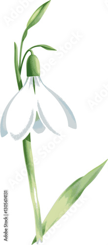 Snowdrop flower in watercolor style soft white botanical illustration.