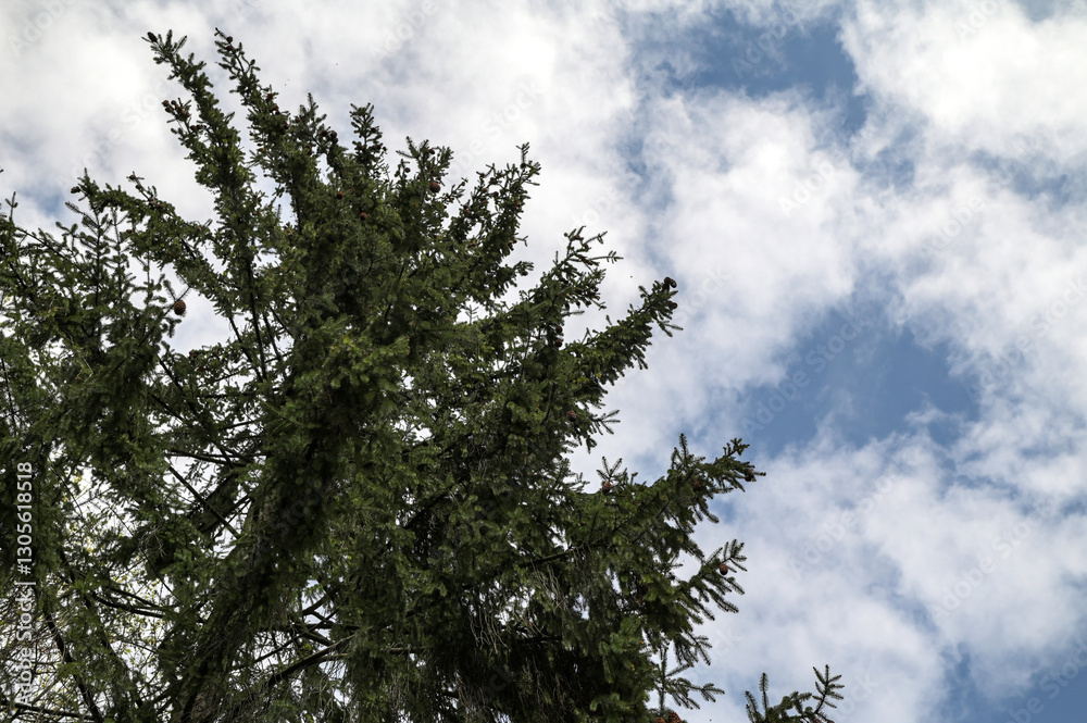 Fototapeta premium Cones in top of spruce tree