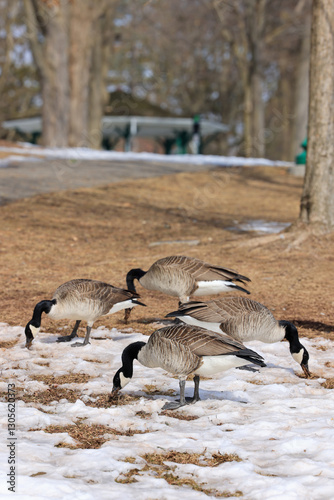canada goose in a park