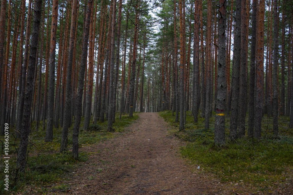 Path in a pine forest with marked trees, guiding hikers through the woods, surrounded by tall pines and a peaceful natural landscape, inviting exploration and adventure in the forest. Path in a pine forest with marked trees, guiding hikers through the woods, surrounded by tall pines and a peaceful natural landscape, inviting exploration and adventure in the forest.