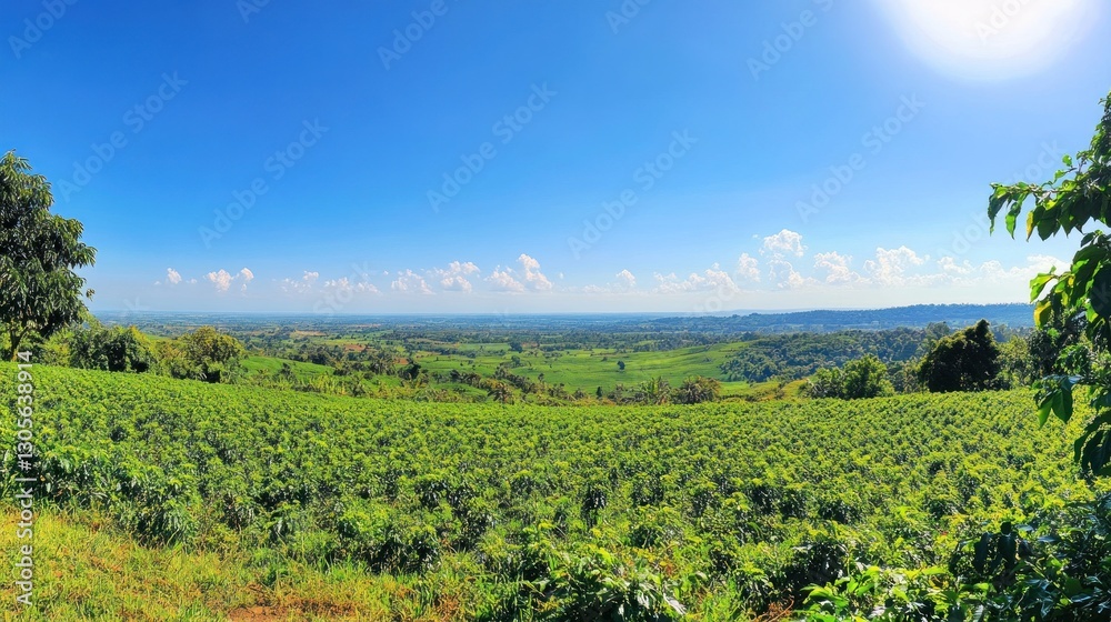 Panoramic Coffee Plantation Landscape Panoramic Coffee Plantation Landscape