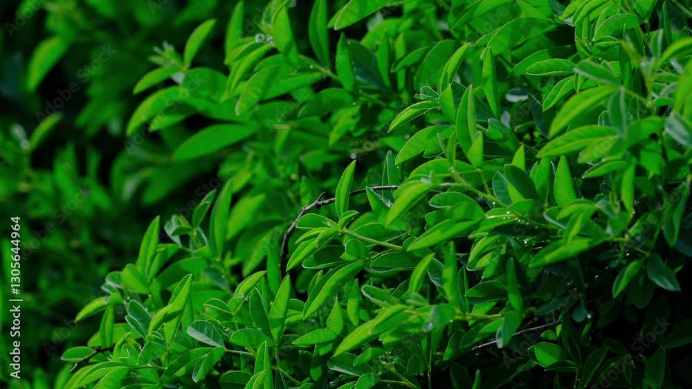 beautiful green tree leaves after rain beautiful green tree leaves after rain